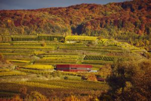 Weingut Abril